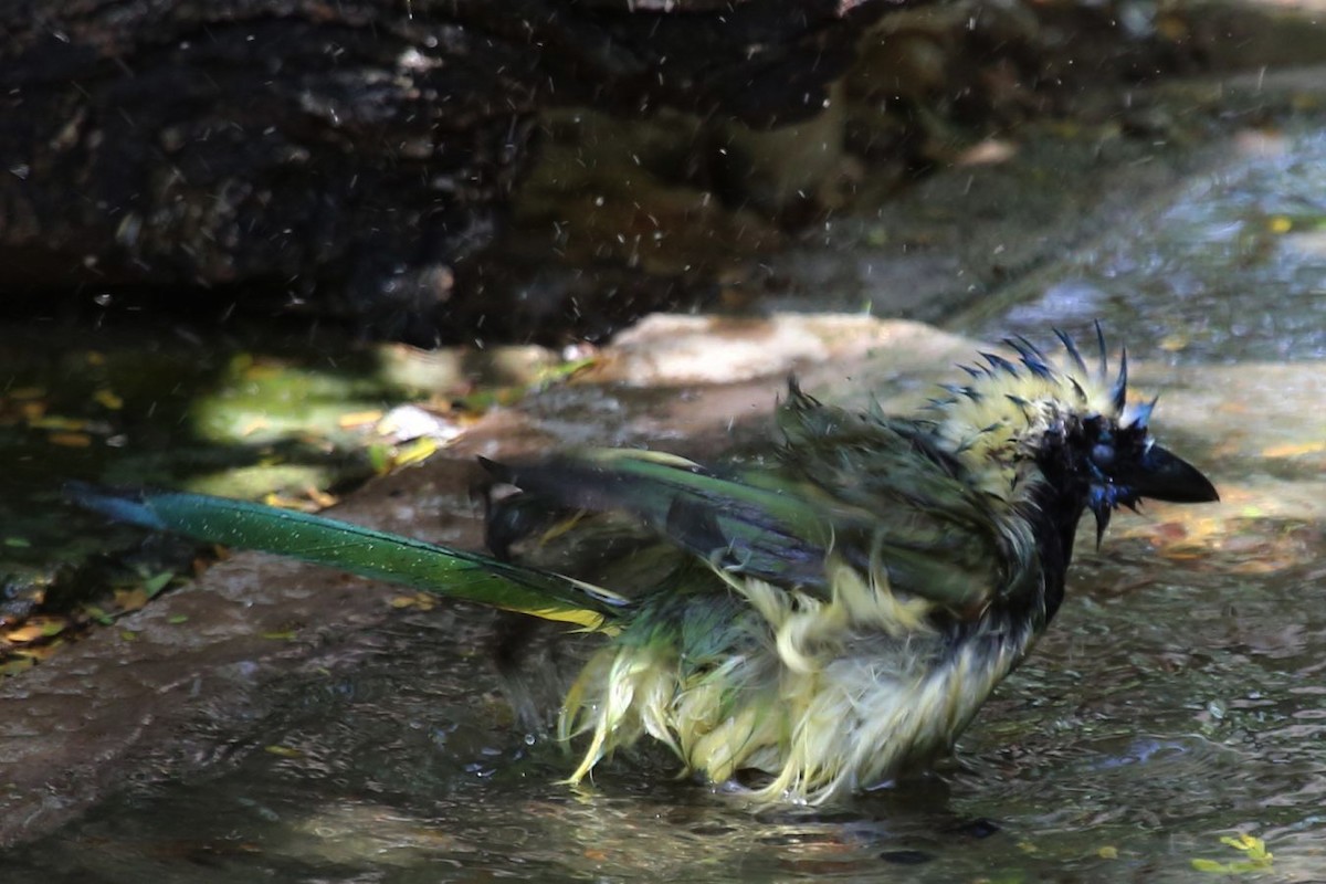 Green Jay - ML620468472