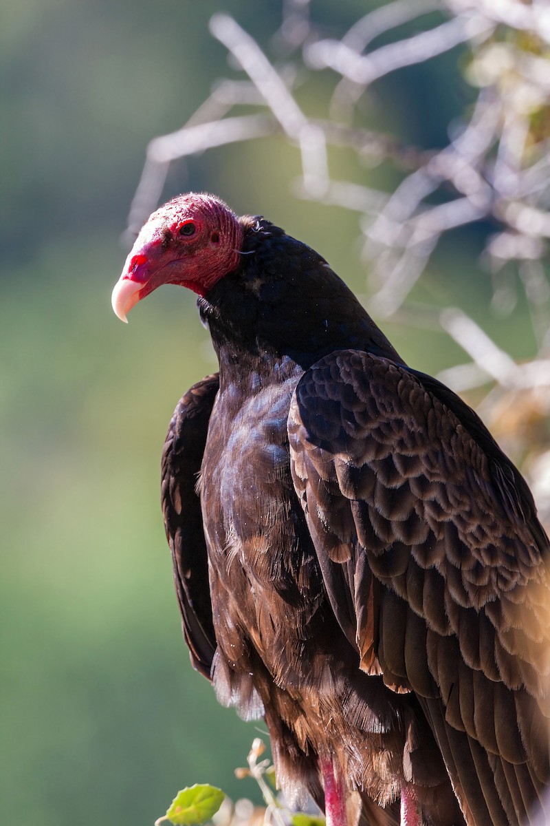 Turkey Vulture - ML620468474