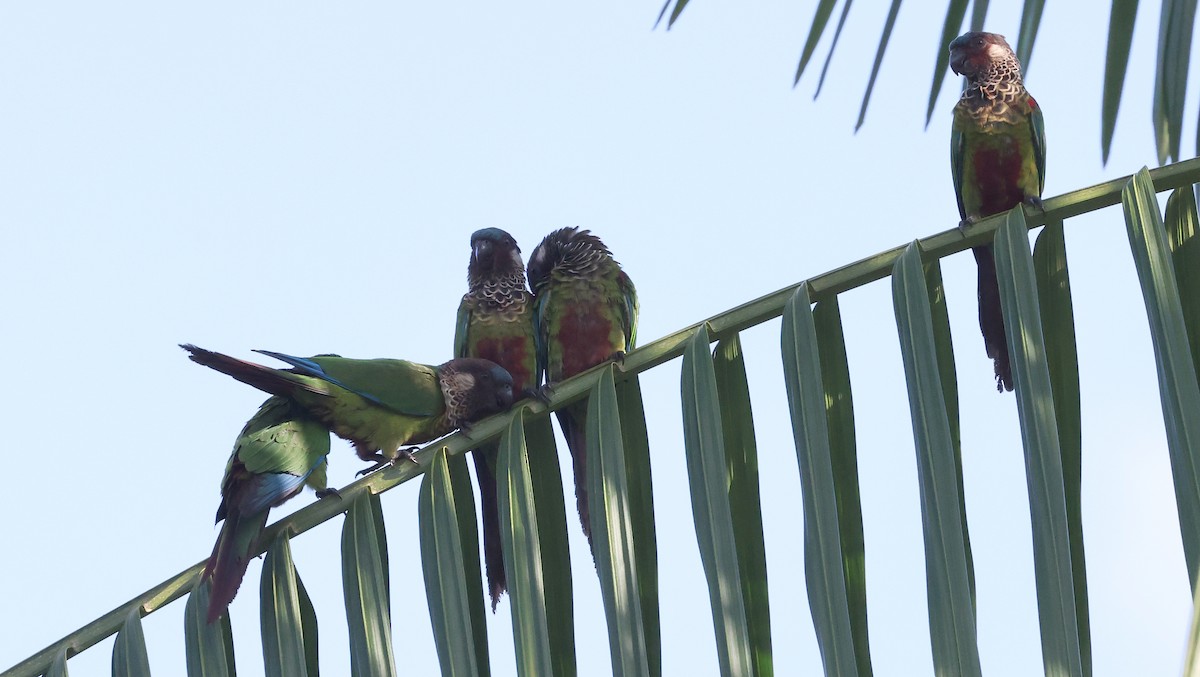 Painted Parakeet - Ashley Banwell