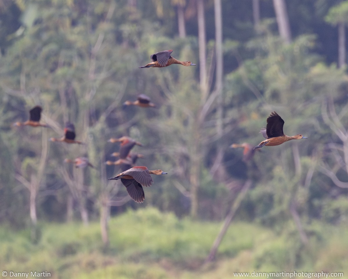 Lesser Whistling-Duck - Danny Martin