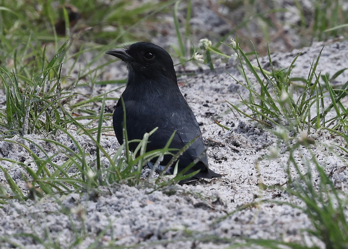 Swallow-winged Puffbird - ML620468488