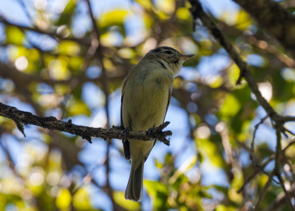 Warbling Vireo - ML620468489