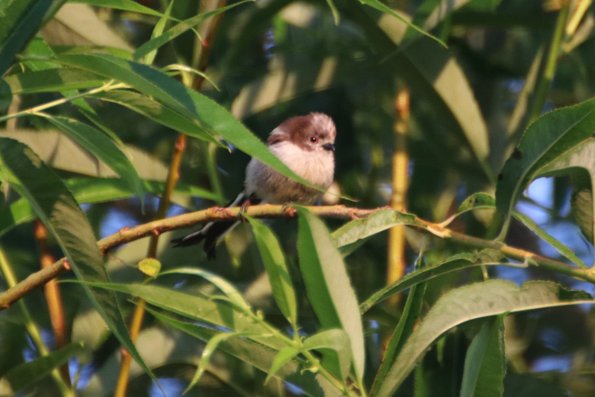 Long-tailed Tit (europaeus Group) - ML620468490