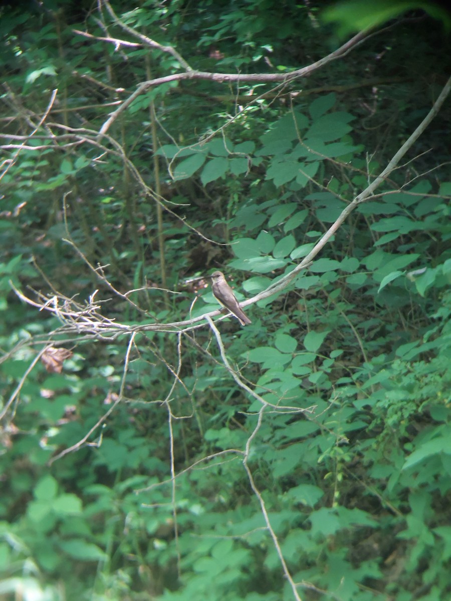 Northern Rough-winged Swallow - ML620468491