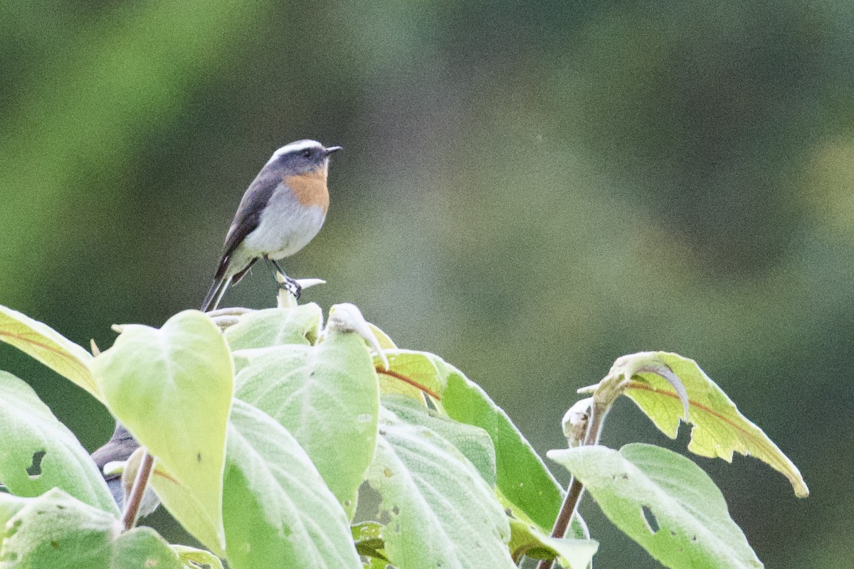 Rufous-breasted Chat-Tyrant - ML620468495