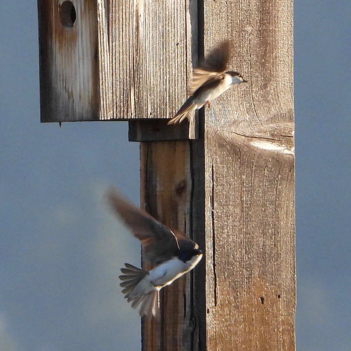 Tree Swallow - ML620468496