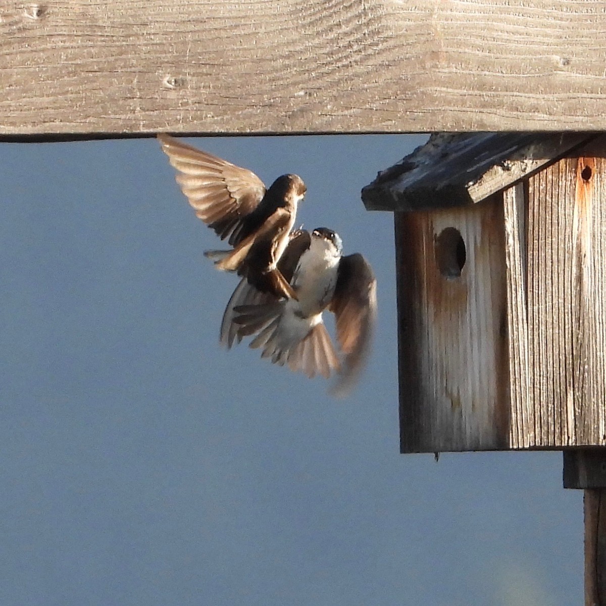 Tree Swallow - ML620468498