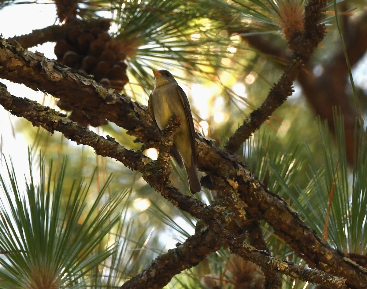 Eastern Wood-Pewee - ML620468506