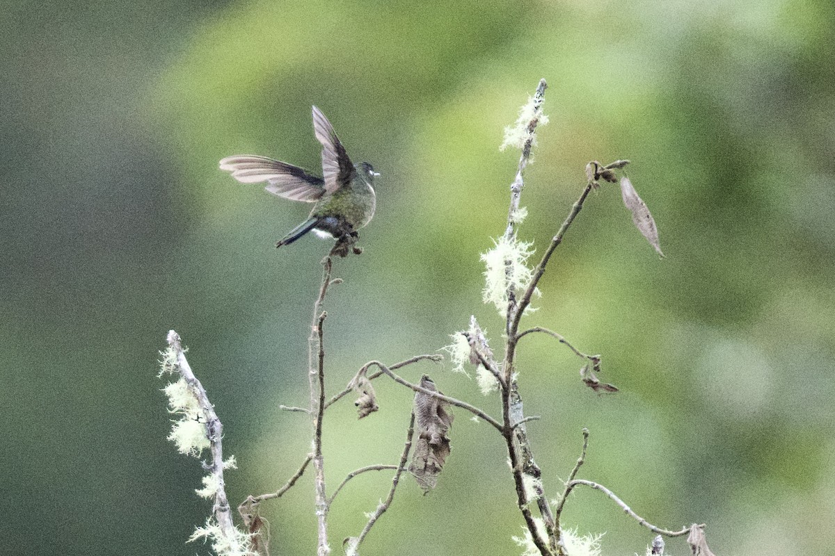 Violet-headed Hummingbird - ML620468516