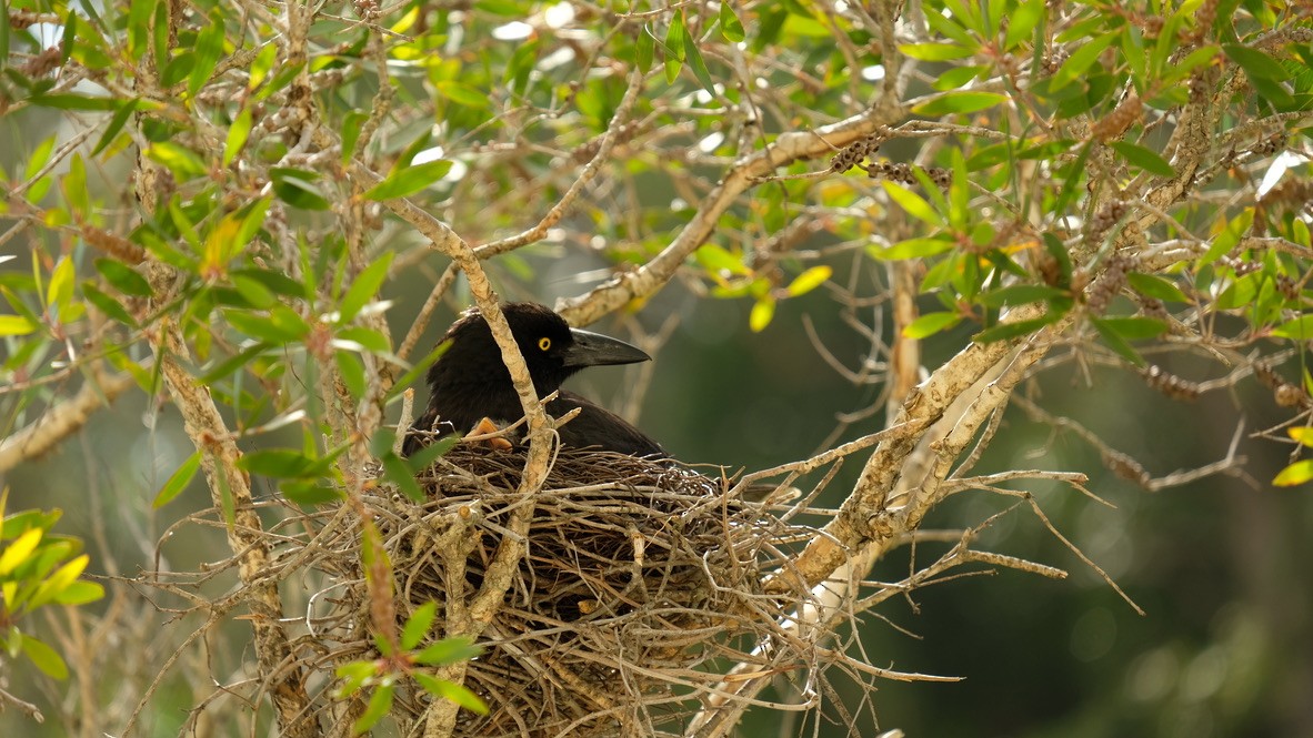 Pied Currawong - ML620468518