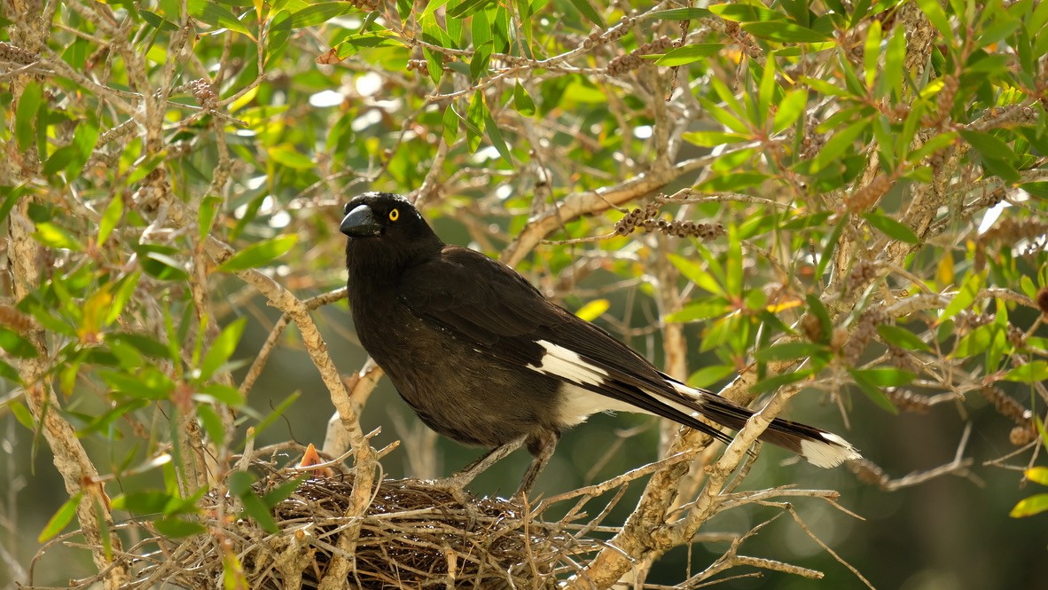 Pied Currawong - Chris Cooke