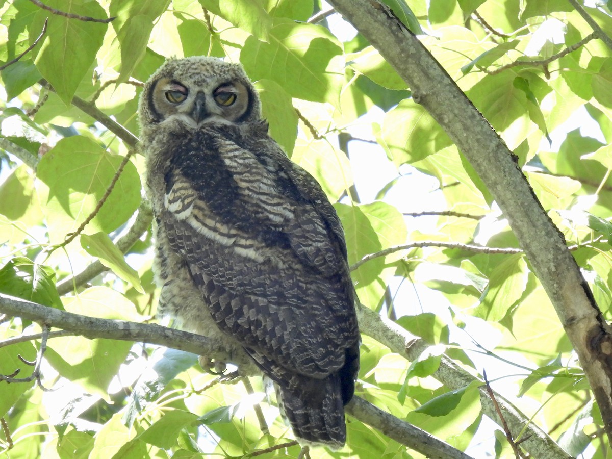 Great Horned Owl - ML620468523