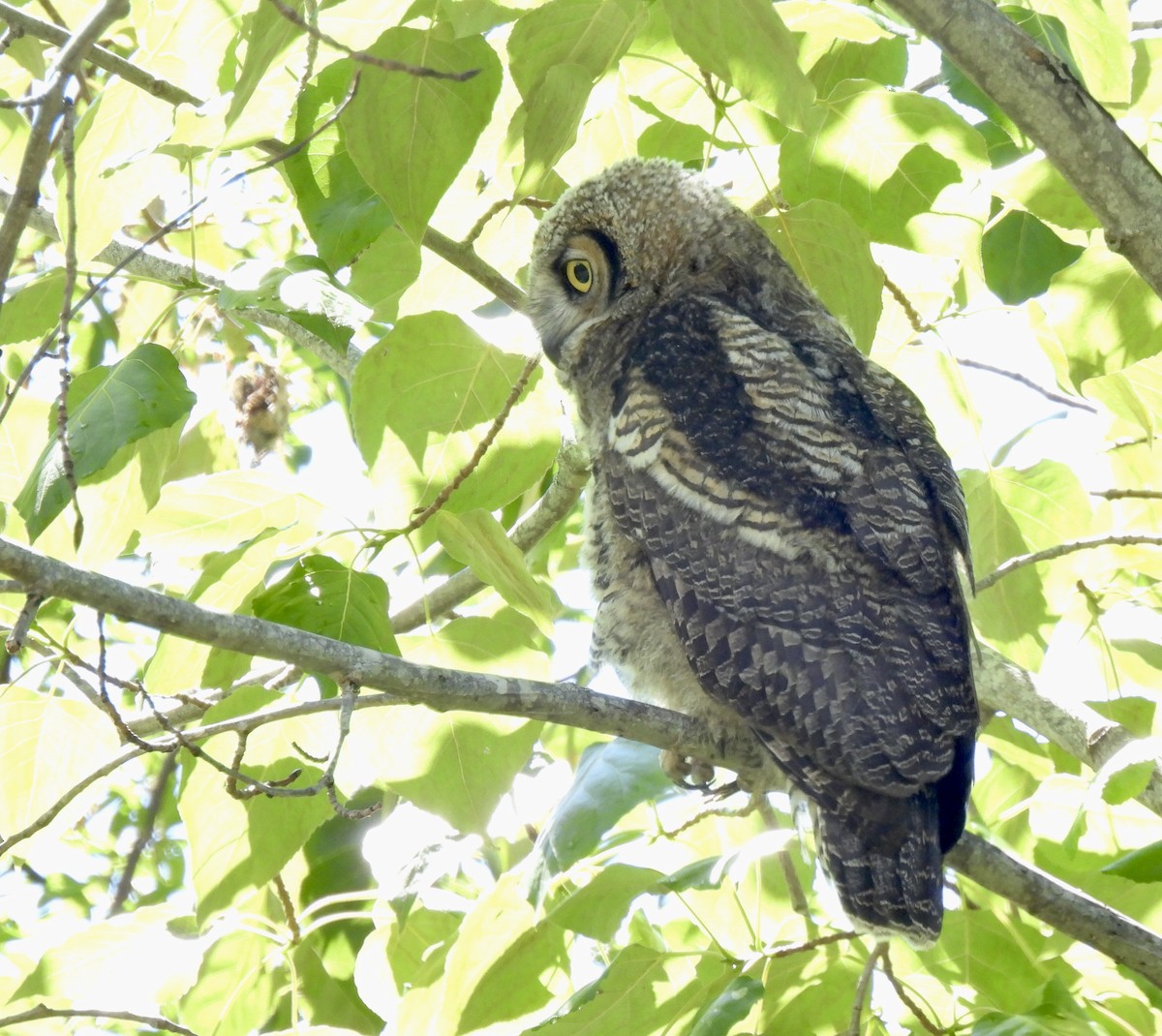 Great Horned Owl - ML620468524
