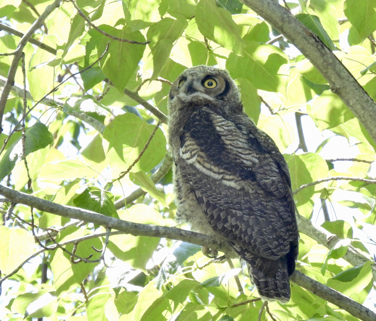 Great Horned Owl - ML620468525