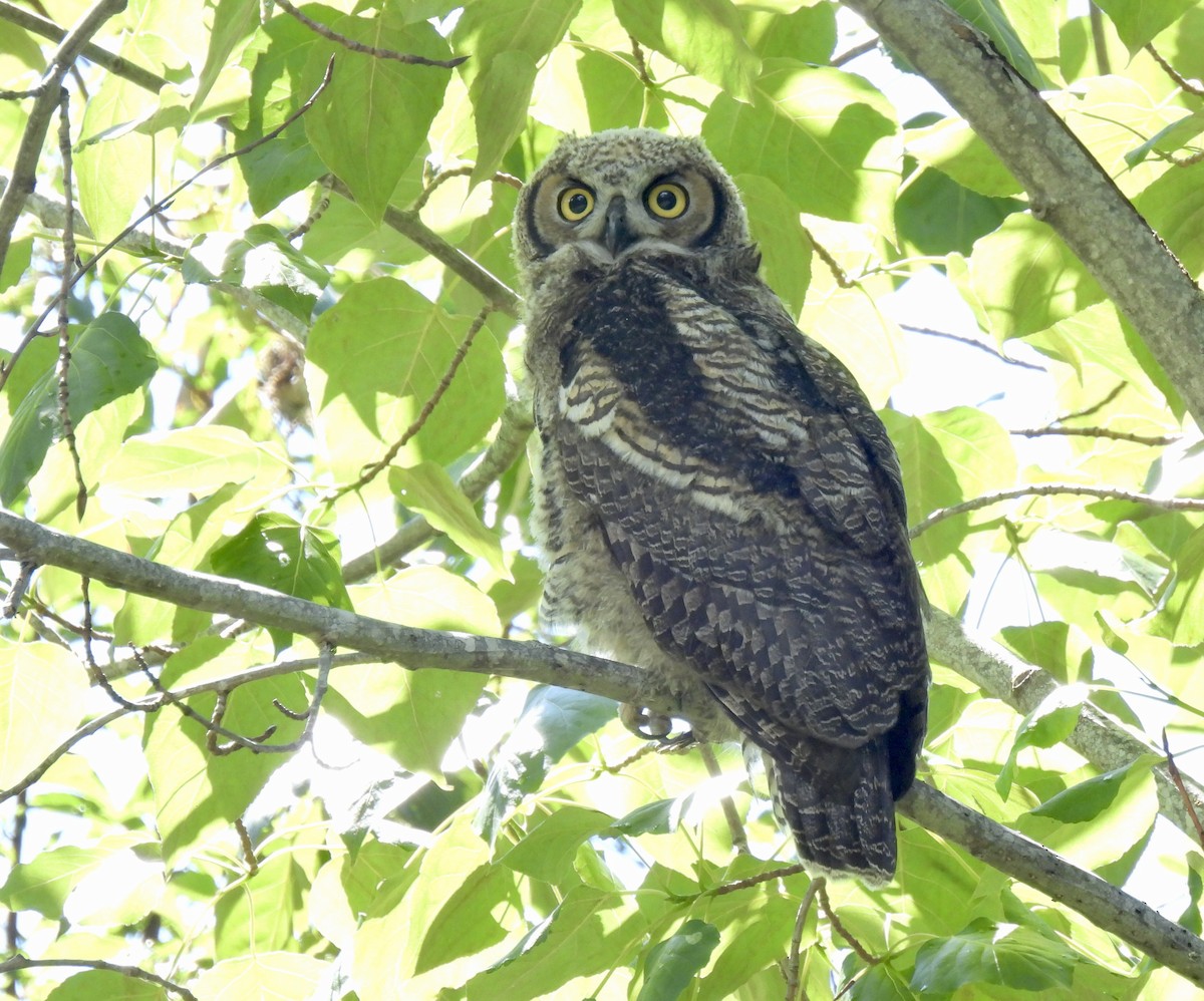 Great Horned Owl - ML620468526