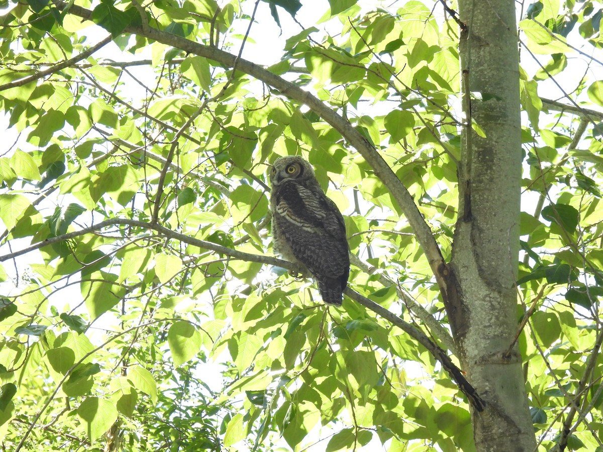 Great Horned Owl - ML620468527
