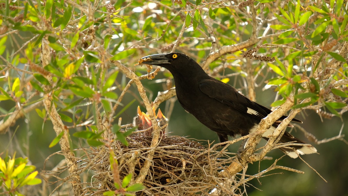 Pied Currawong - ML620468529