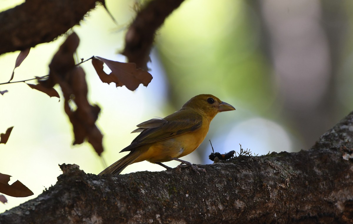 Summer Tanager - ML620468536