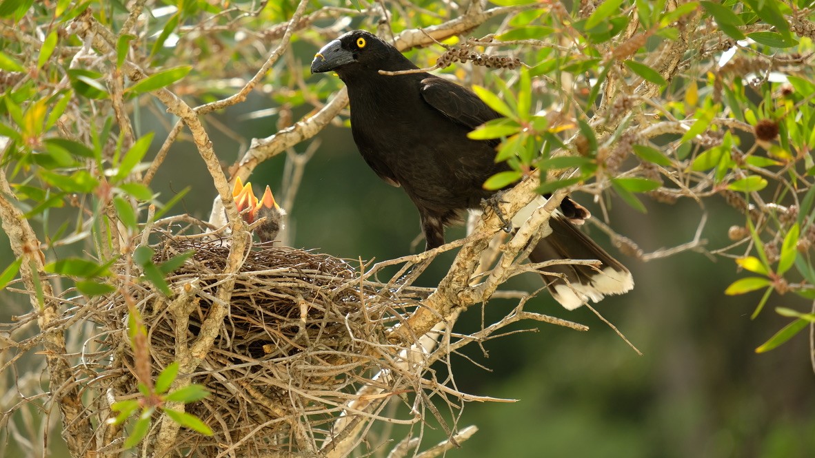 Pied Currawong - ML620468537