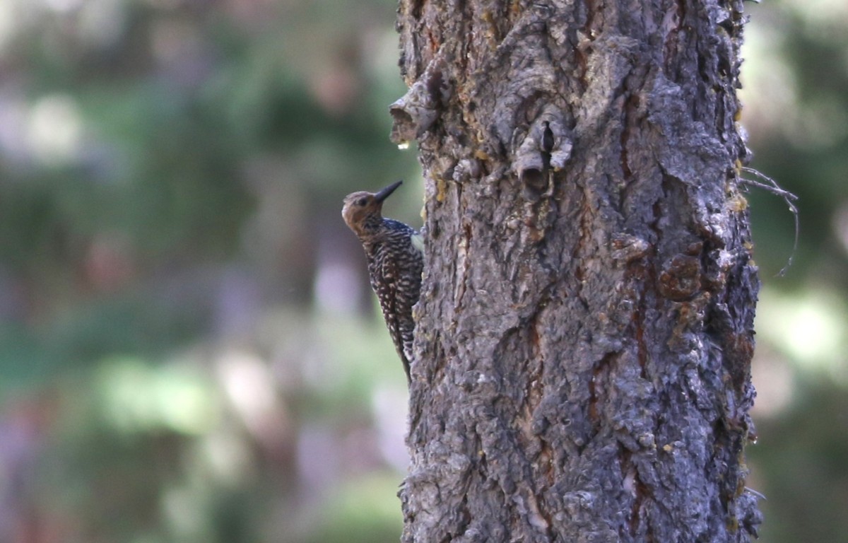 Williamson's Sapsucker - ML620468538