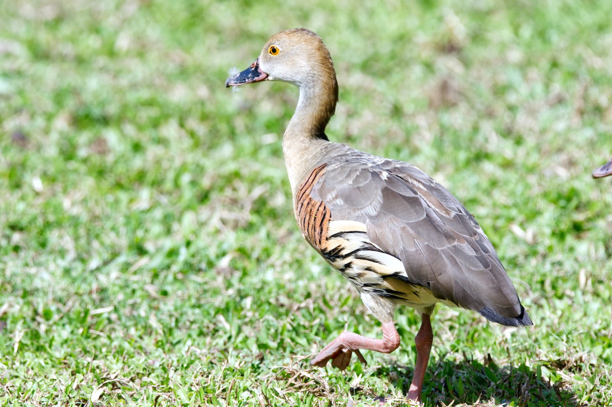 Plumed Whistling-Duck - ML620468539