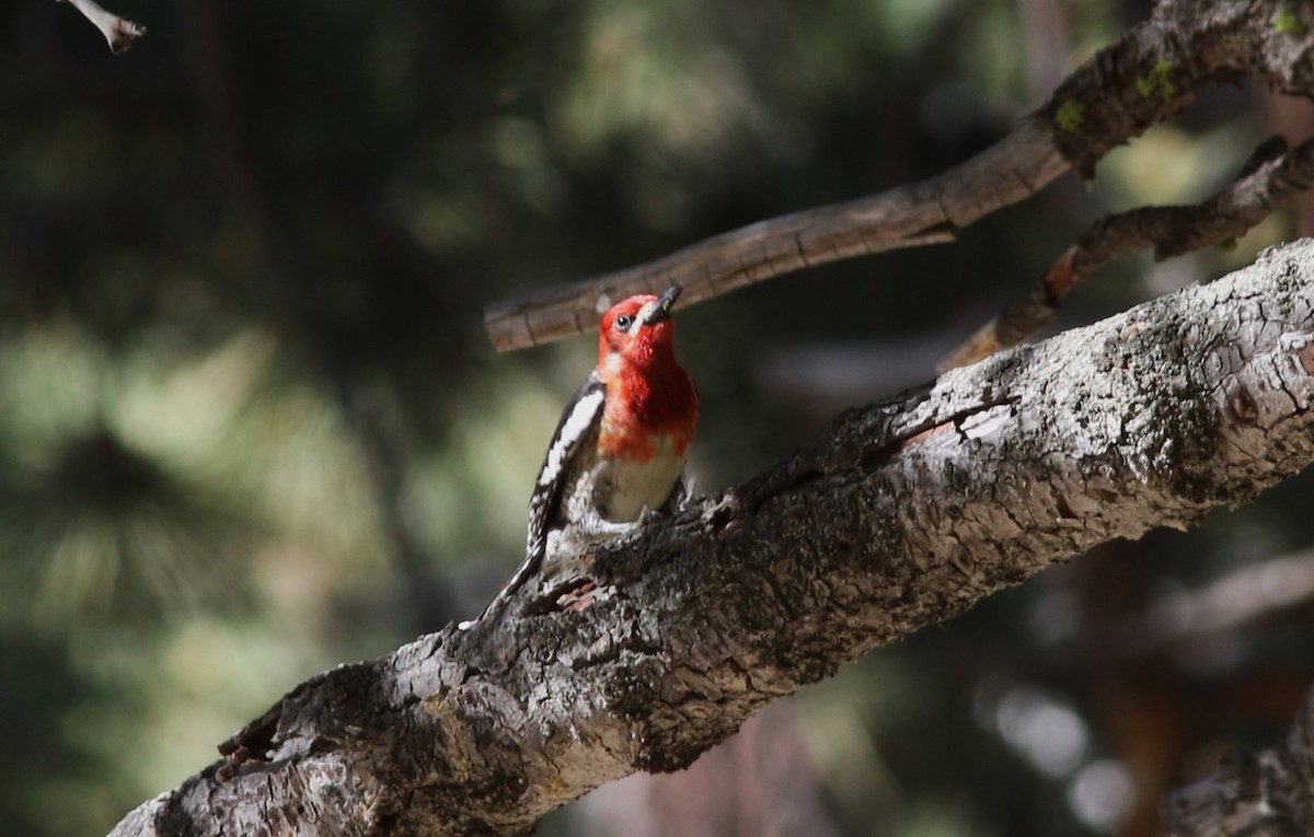 Red-breasted Sapsucker - ML620468545