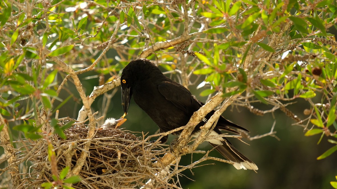 Pied Currawong - ML620468547