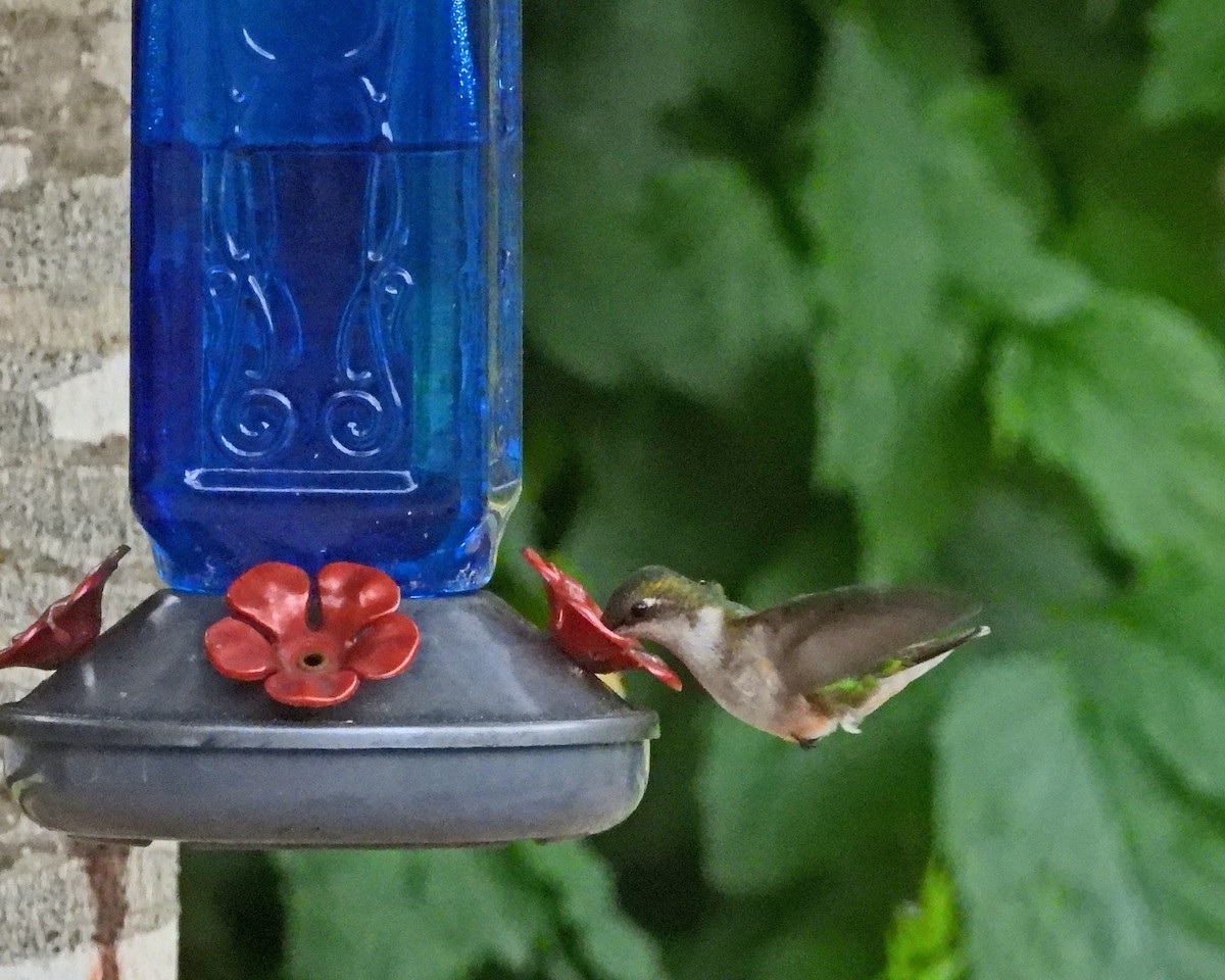 Ruby-throated Hummingbird - ML620468548