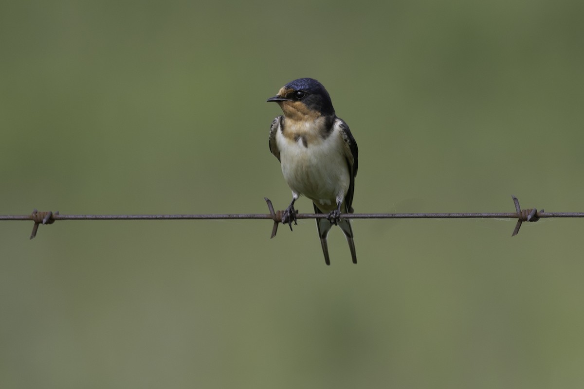 Barn Swallow (American) - ML620468549