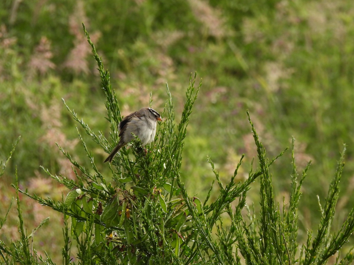 White-crowned Sparrow - ML620468556