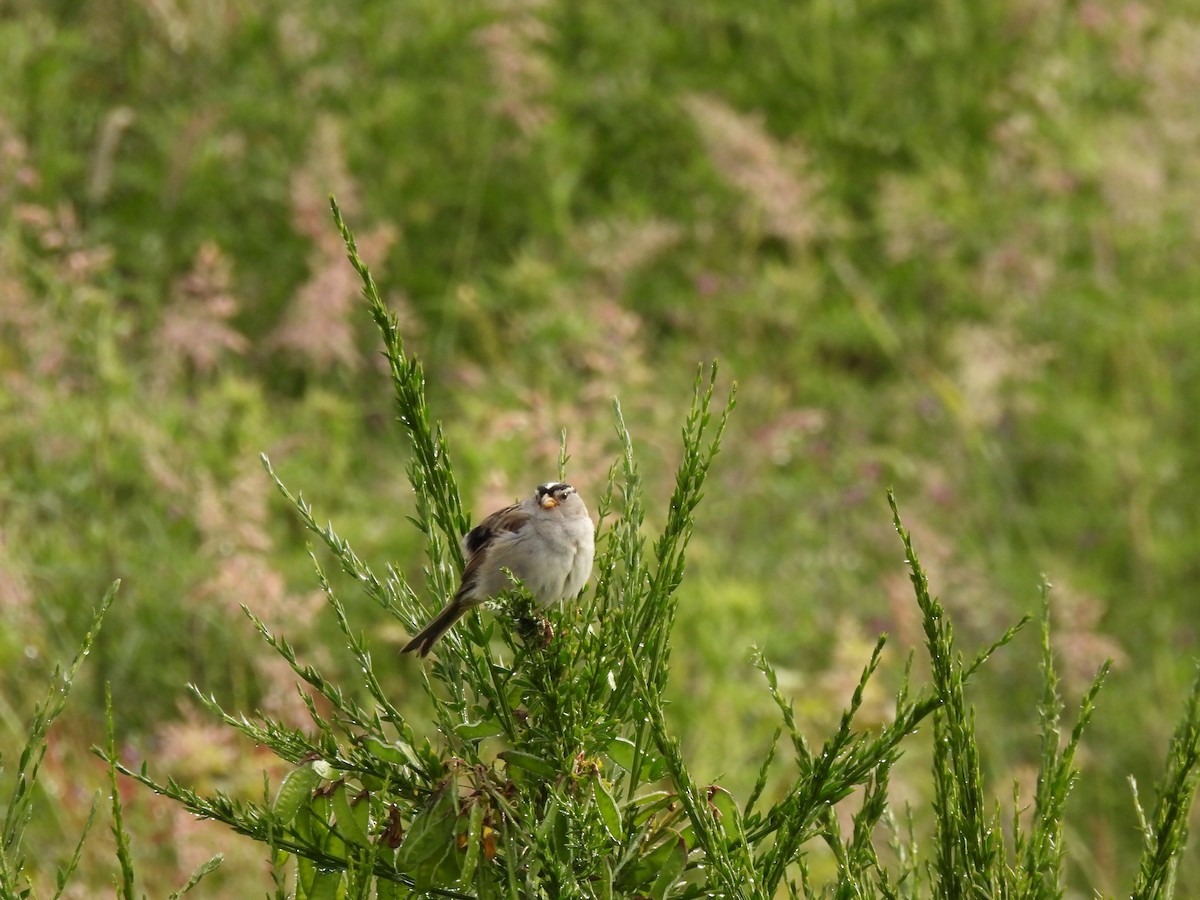 White-crowned Sparrow - ML620468557
