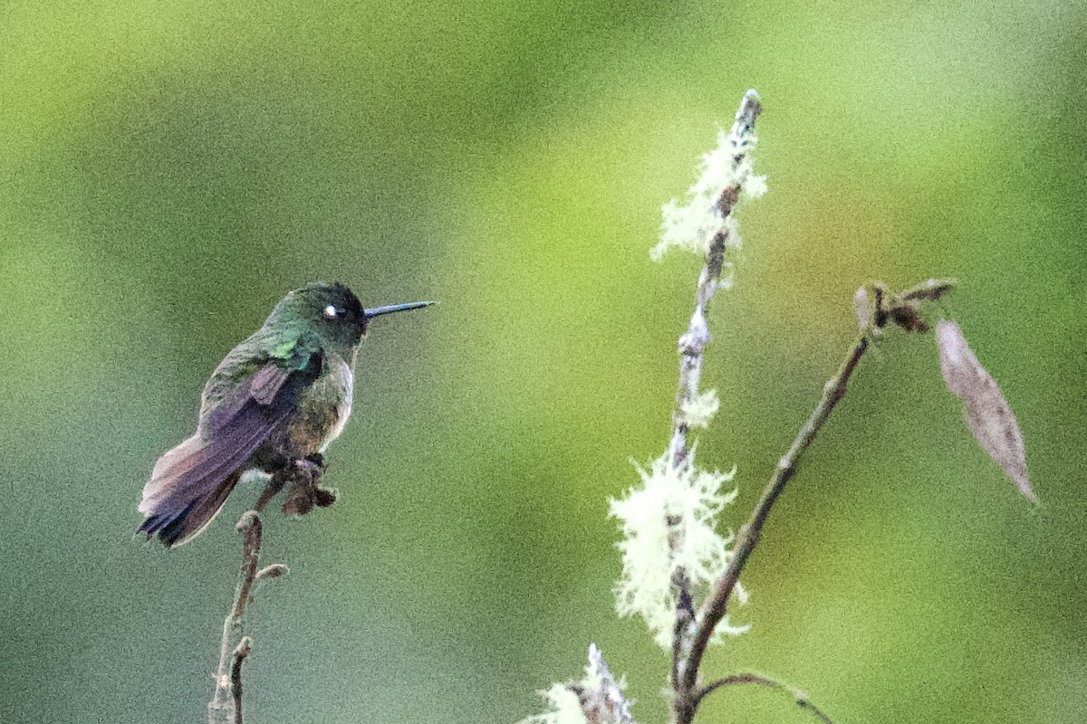 Violet-headed Hummingbird - ML620468558
