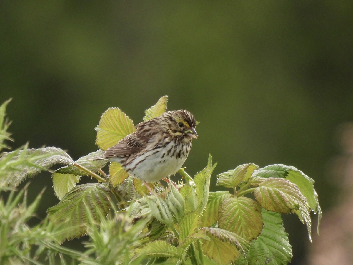 Savannah Sparrow - ML620468561