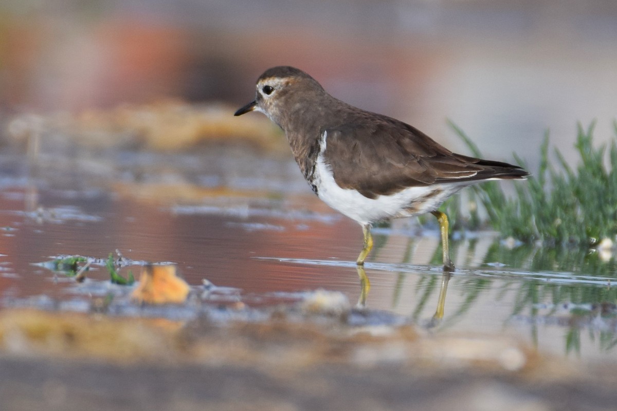 Rufous-chested Dotterel - ML620468566