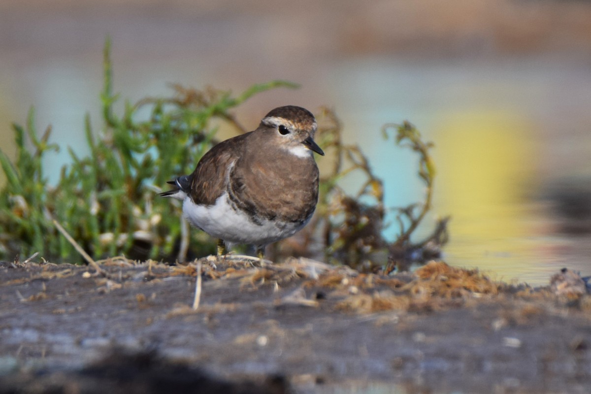 Rufous-chested Dotterel - ML620468567
