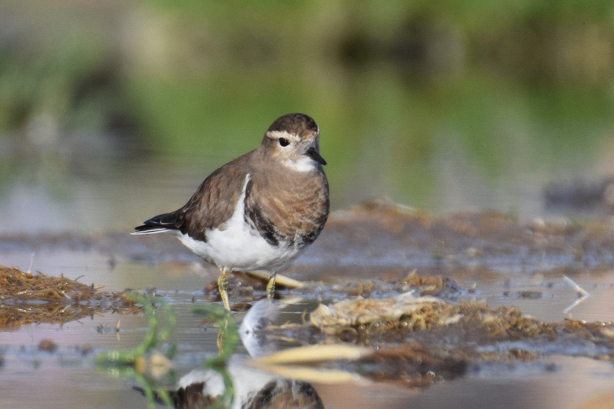 Rufous-chested Dotterel - ML620468568