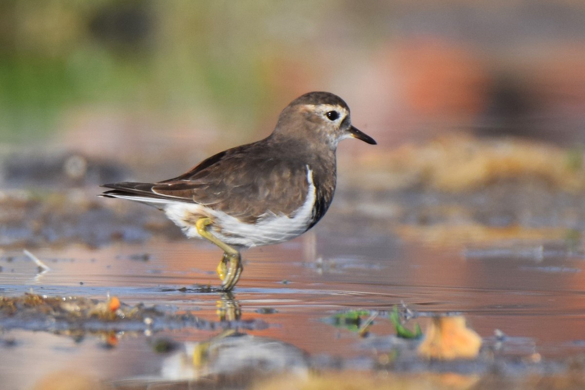 Rufous-chested Dotterel - ML620468569