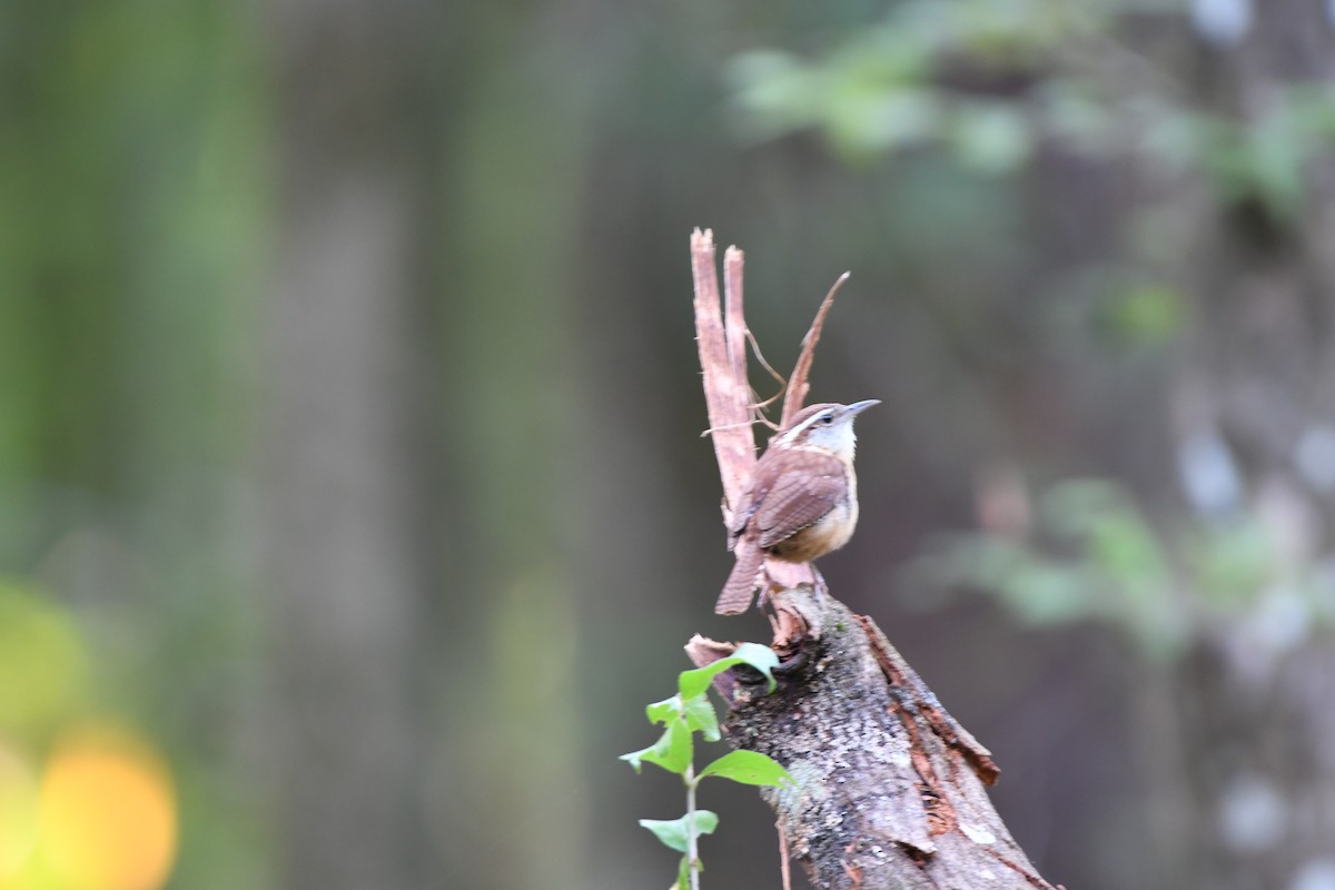 Carolina Wren - ML620468571