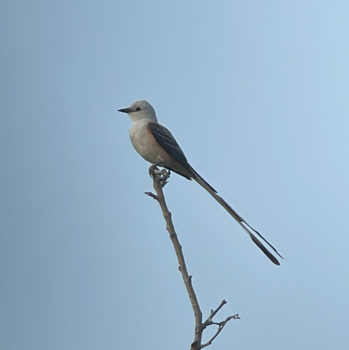 Scissor-tailed Flycatcher - Shelia Hargis