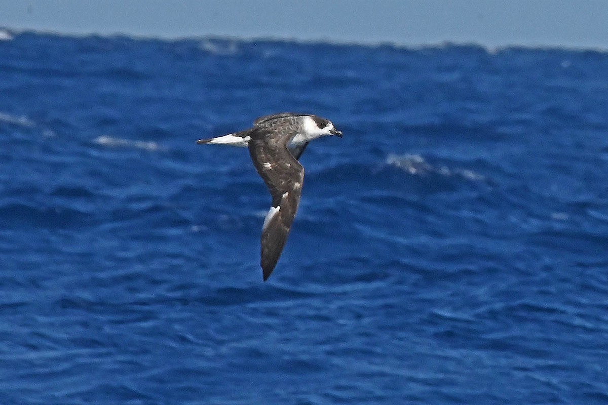 Black-capped Petrel - ML620468578