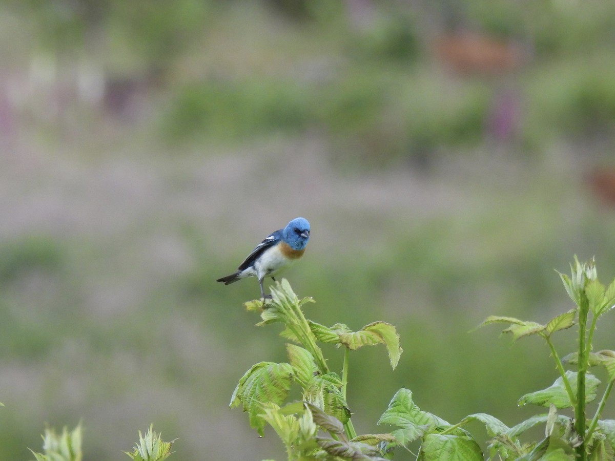 Lazuli Bunting - pierre geoffray