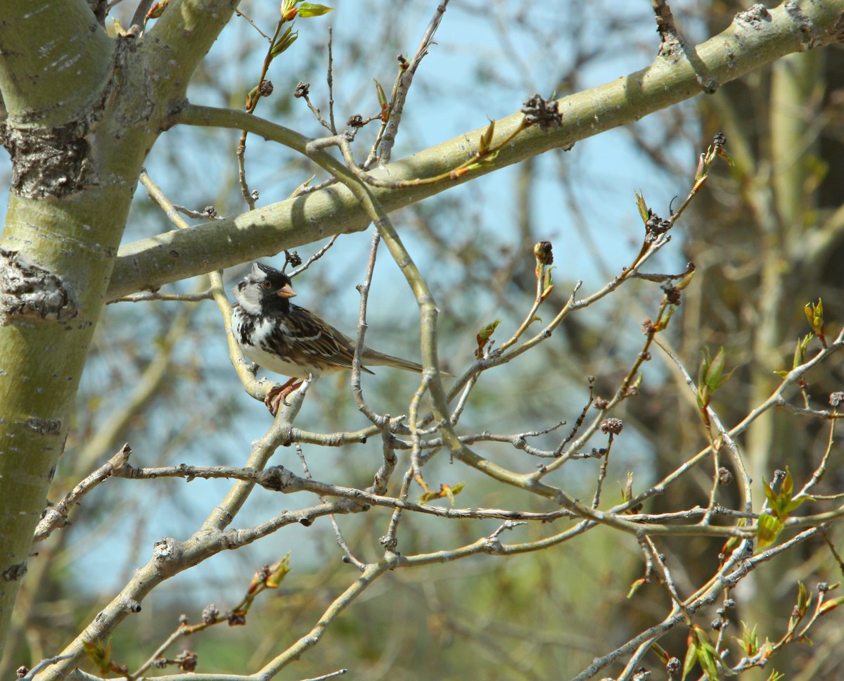 Harris's Sparrow - ML620468583