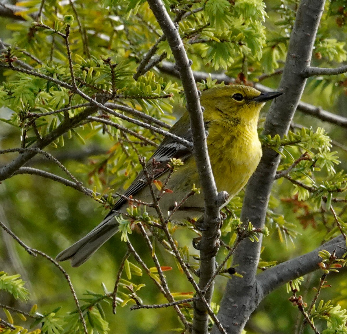 Pine Warbler - ML620468585