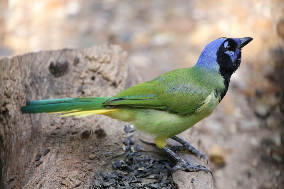 Green Jay - ML620468586