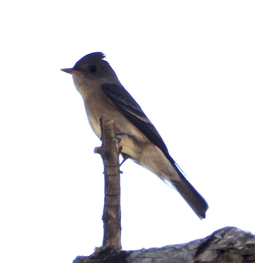 Western Wood-Pewee - ML620468590