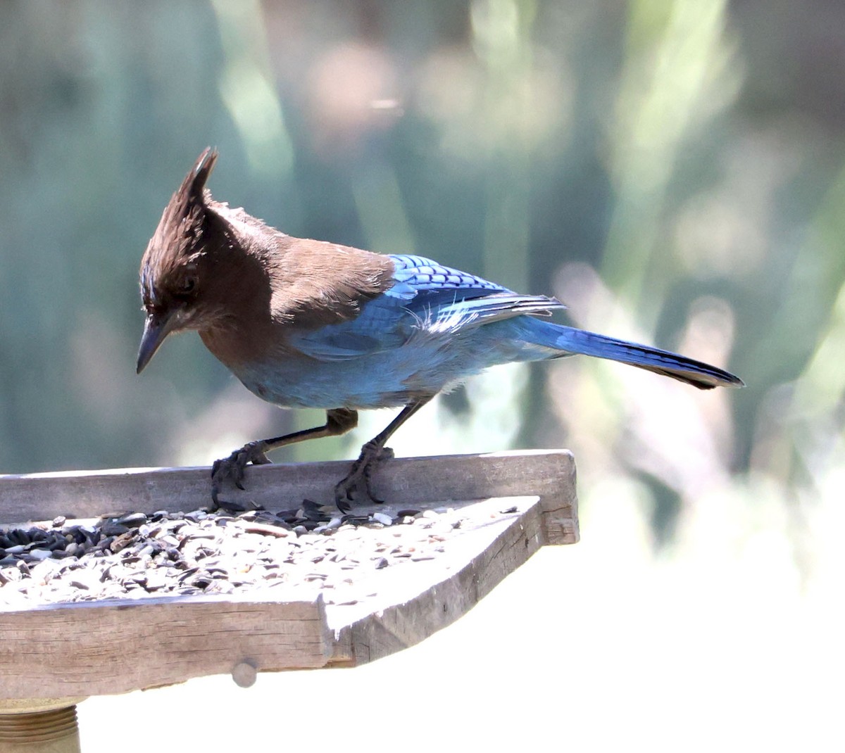 Steller's Jay - ML620468600