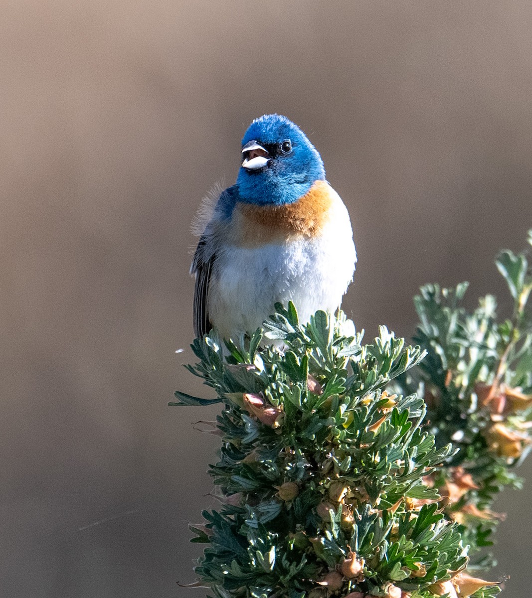 Lazuli Bunting - Terry Rich