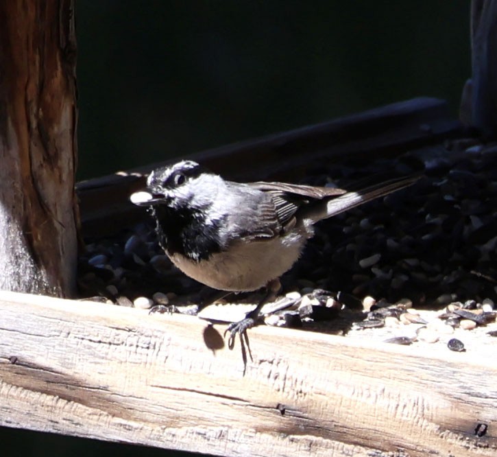 Mountain Chickadee - ML620468603