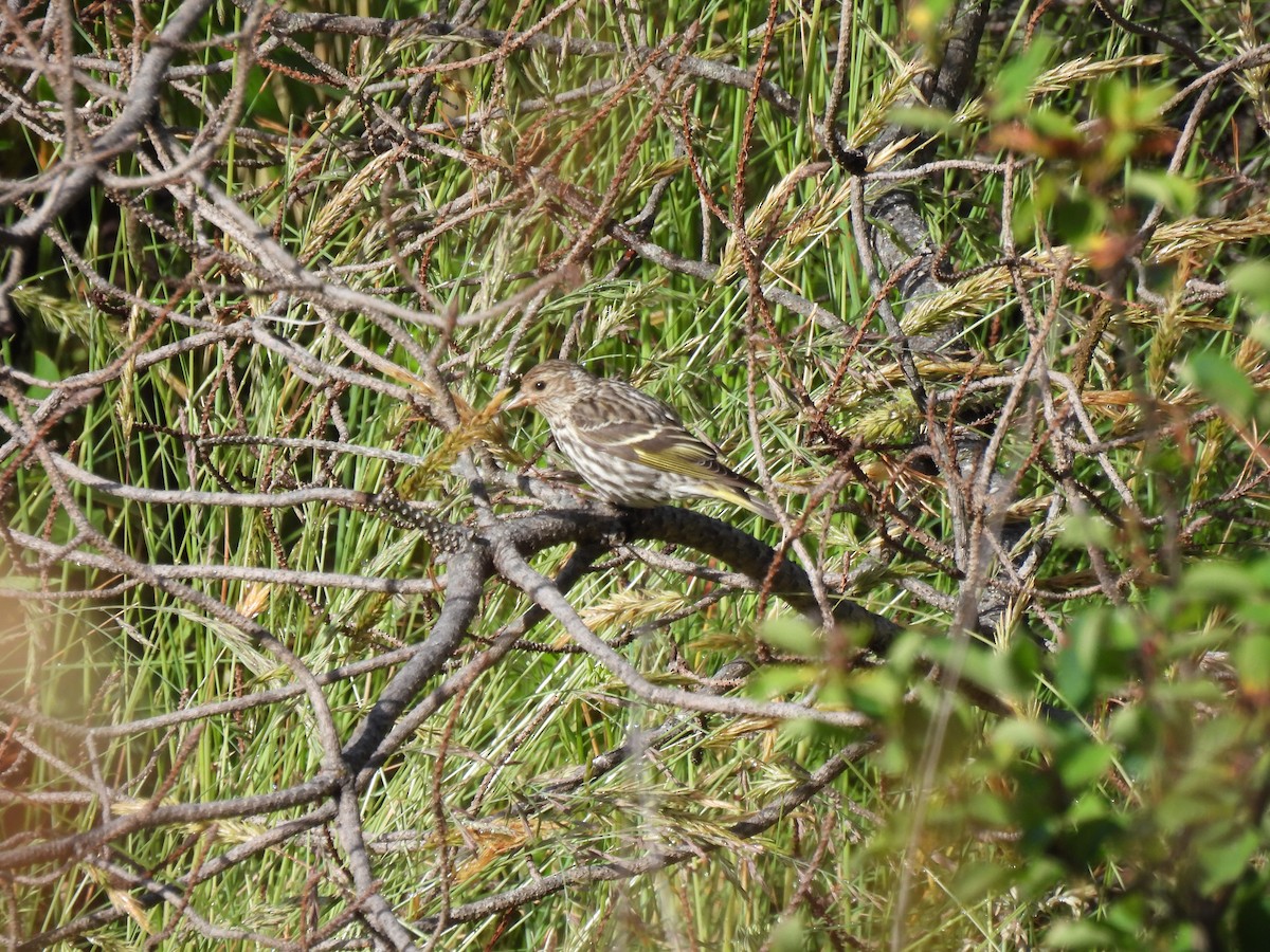 Pine Siskin - ML620468604