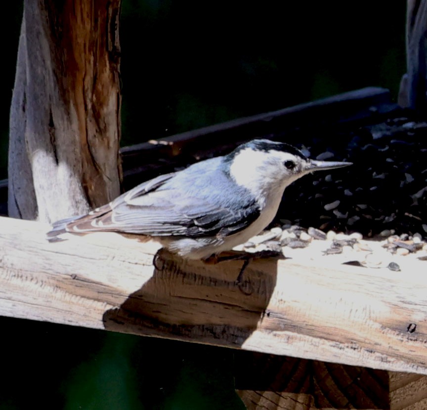 White-breasted Nuthatch - ML620468610